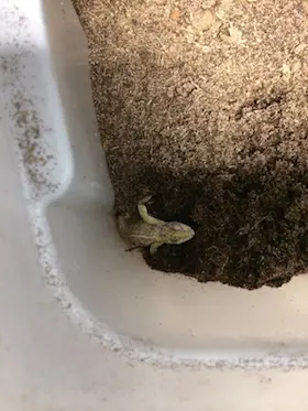 Carpet chameleon laying eggs