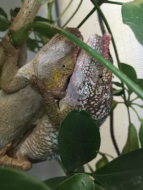 Chameleons mating
