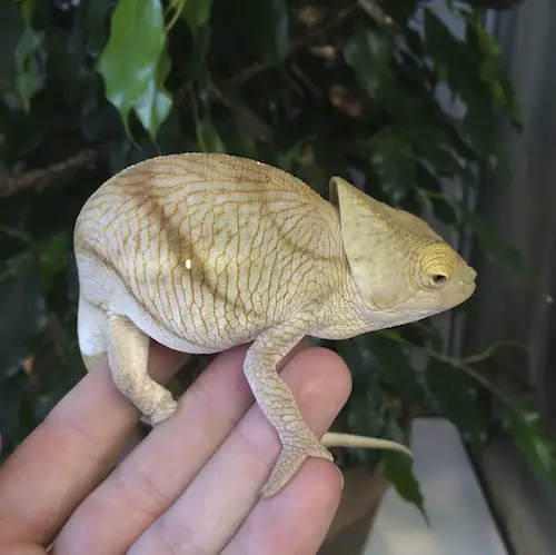 Pet Chameleon FAQ