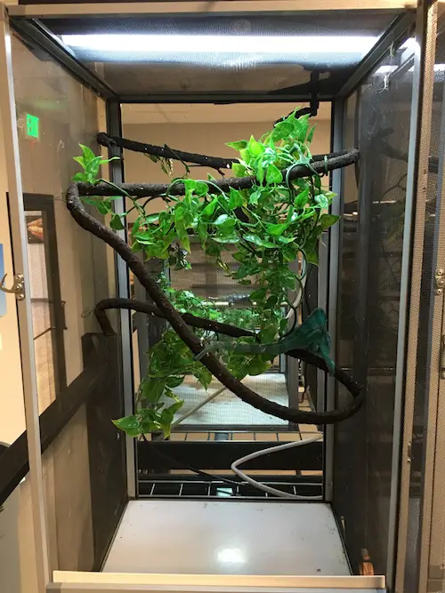 Chameleon cage setup