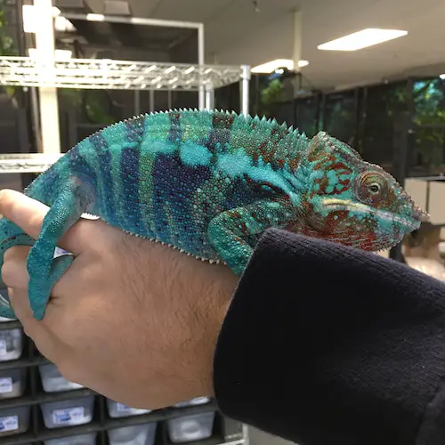 Panther Chameleon care
