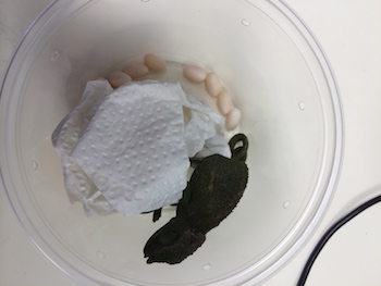 Chameleon eggs in cup