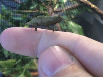 Tiny pygmy chameleon on finger