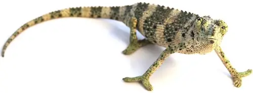 Best Pet Chameleons