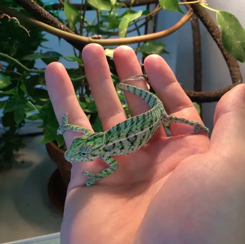 Carpet chameleon (Furcifer lateralis)