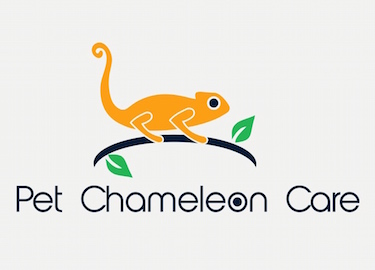 chameleon-care-sheet
